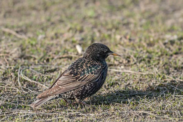 Starling Sits Ground Green Grass — Stock Photo, Image