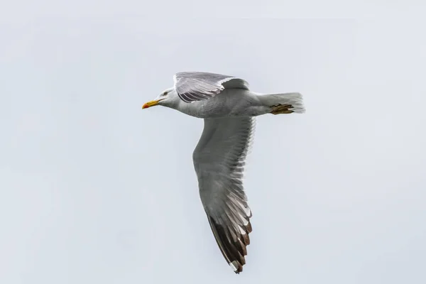 普通海鸥 在天空中飞翔 — 图库照片