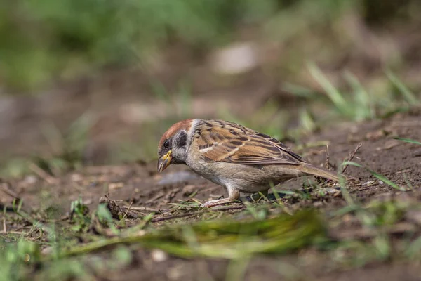 Sparrow Kijkt Uit Naar Prooi Onder Het Gras — Stockfoto