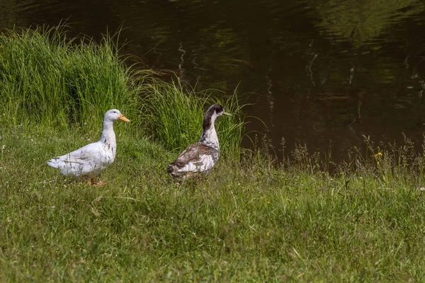 Dvě Domácí Kachny Odpočívající Rybníka — Stock fotografie