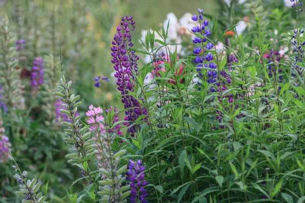 Bahçedeki Çok Renkli Lupin Lupinus Diğer Çiçekler — Stok fotoğraf
