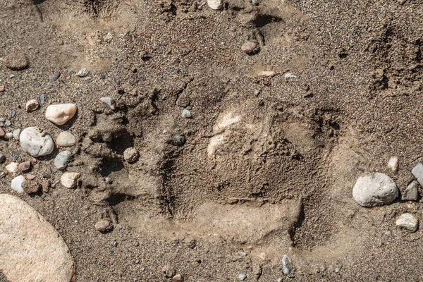 Färsk Björnstig Våt Sand — Stockfoto