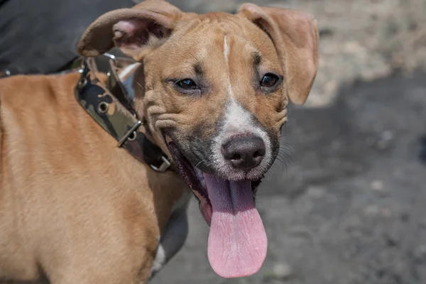 Portrait Chien Sans Racine Gros Plan — Photo