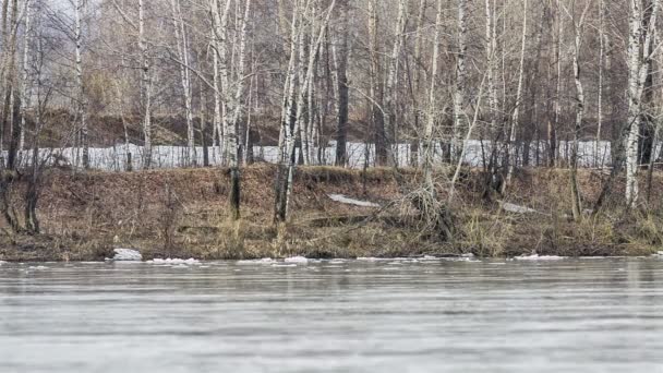 Galleggiante Ghiaccio Sul Fiume Primavera — Video Stock