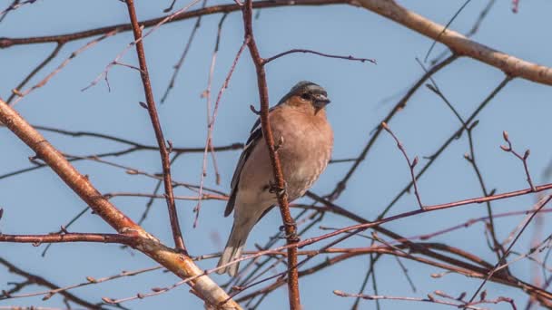 Male Finch Sits Tree Branch — Stock Video