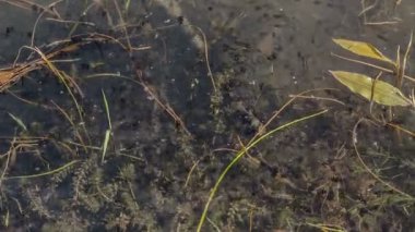 Kurbağa yavrusu kısa süre önce yumurtadan çıktı.