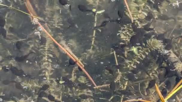 オタマジャクシ最近カエルの卵から孵化 — ストック動画