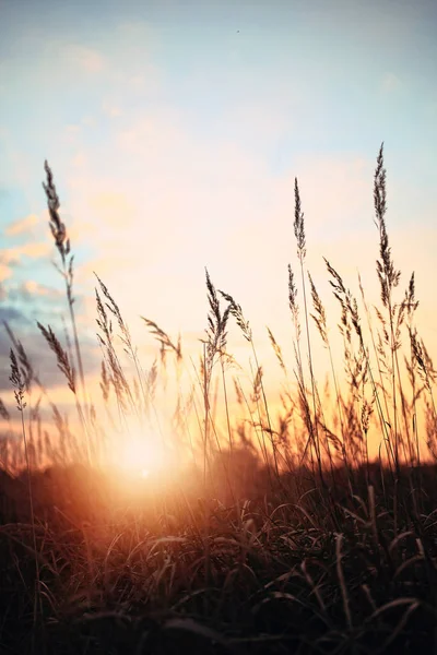 Sunny summer sunset field — Stock Photo, Image
