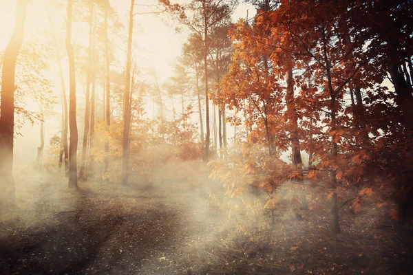 Barevný a mlhavý podzimní les — Stock fotografie