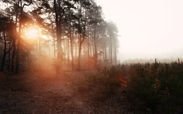 Őszi Ködös reggel erdő — Stock Fotó