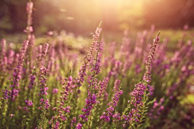 Heather ile açıklıkta güneşli sabah