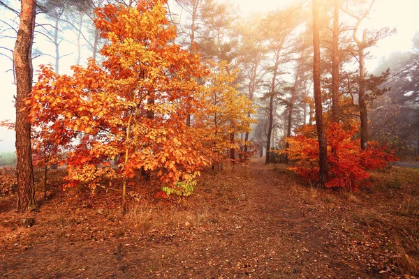 Kleurrijke Herfst Kleurrijk Bos — Stockfoto