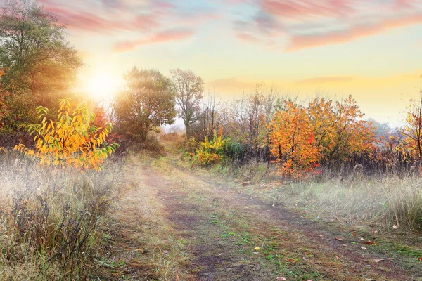 Mlhavé Podzimní Glade Ráno — Stock fotografie