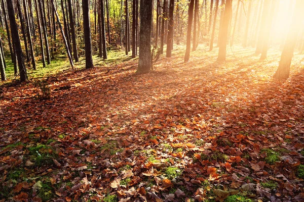 Misty ve ormanda sonbahar sabahı