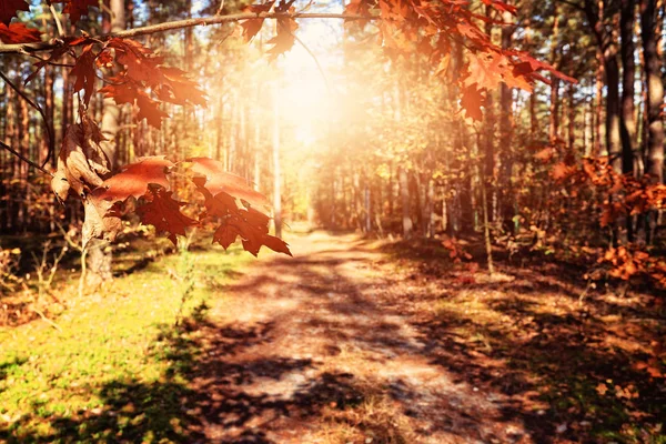 Misty Och Höst Morgon Skogen — Stockfoto