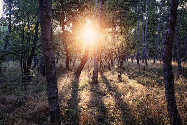 Glade Dans Forêt Matin — Photo