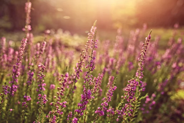 Heather ile açıklıkta güneşli sabah