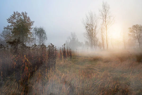 Misty Και Φθινοπωρινό Πρωί Στο Δάσος — Φωτογραφία Αρχείου