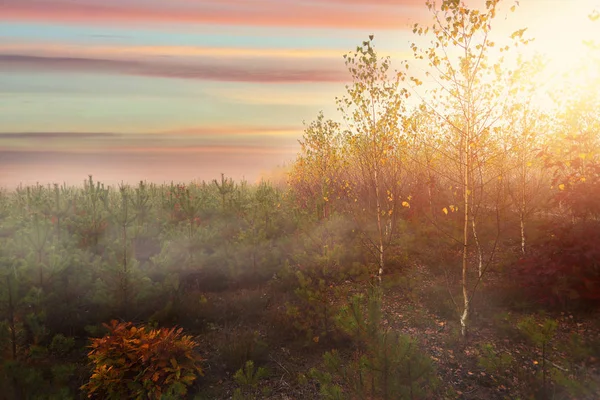 Paysage Automnal Brumeux Coloré — Photo