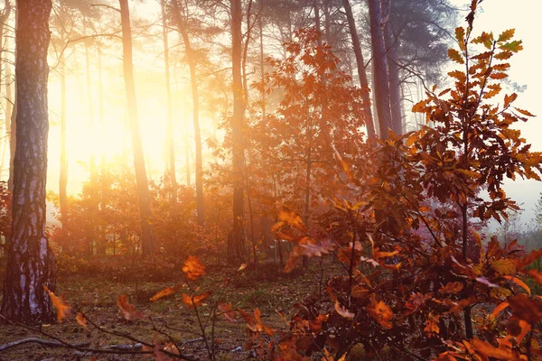 霧とカラフルな秋の森 — ストック写真