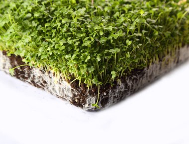 bir sürü mineralli yeşil iştah açıcı filizler