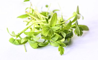 Sağlıklı bitki mikroçim filizlerine yakın çekim