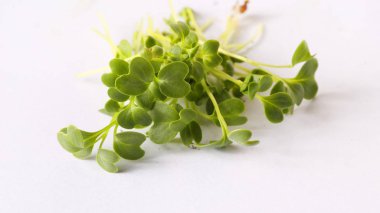 Sağlıklı bitki mikroçim filizlerine yakın çekim