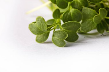 Sağlıklı bitki mikroçim filizlerine yakın çekim