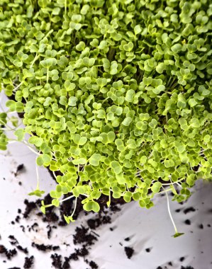 Sağlıklı ve iştah açıcı mikroçim filizleri