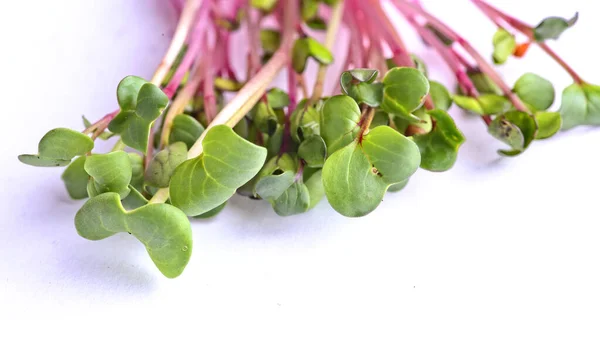 Brotos Microgreens Saudáveis Apetitosos — Fotografia de Stock