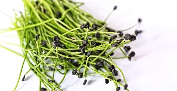 Closeup Healthy Plant Microgreens Sprouts — Stock Photo, Image