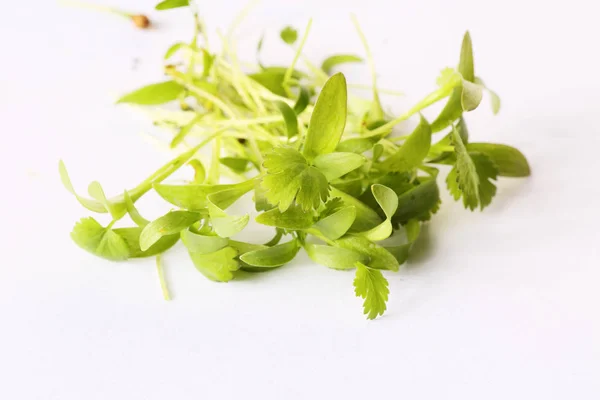 Closeup Microgreens Plantas Saudáveis Brotos — Fotografia de Stock