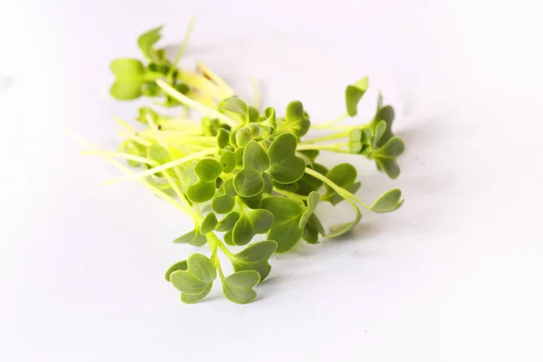 Closeup Microgreens Plantas Saudáveis Brotos — Fotografia de Stock