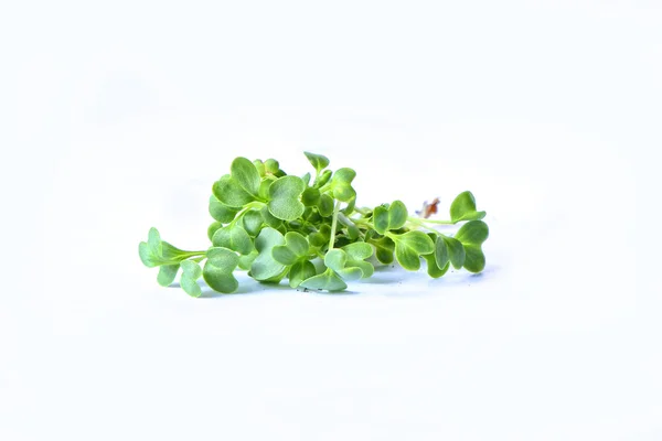 Closeup Microgreens Plantas Saudáveis Brotos — Fotografia de Stock