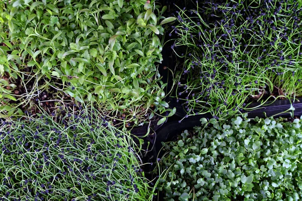 Zdravé Zelené Mikrozeleně Klíčky Domácí Zahradě — Stock fotografie