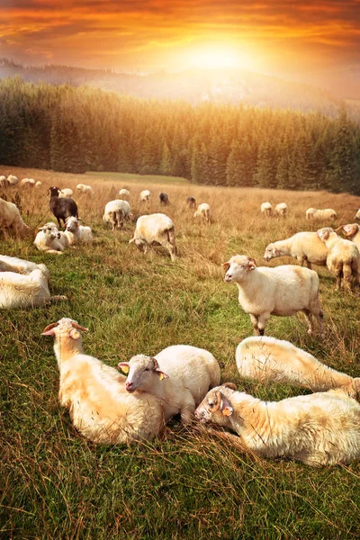 Pasoucí Ovce Hale Polsku Pro Sýr Oscypki — Stock fotografie