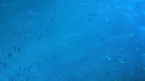 Fisch Blauen Wasser — Stockvideo