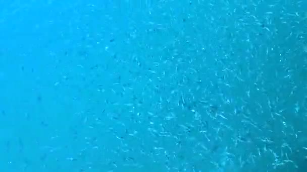 Ryby Błękitnej Wodzie — Wideo stockowe