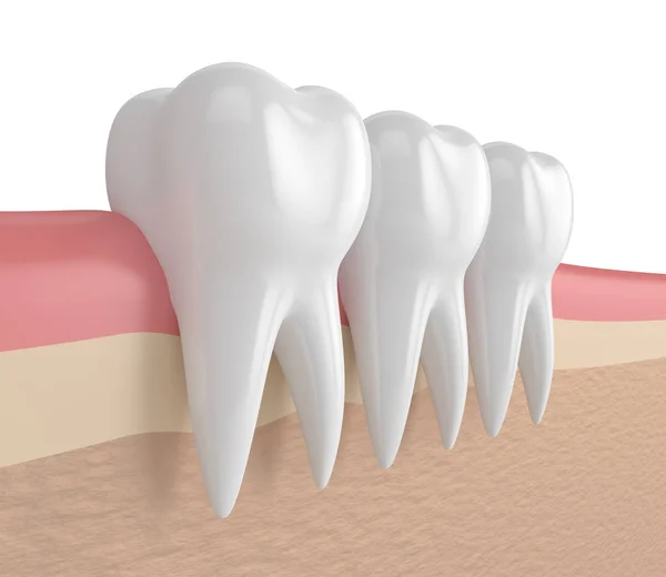 3d render of teeth in gums — Stock Photo, Image