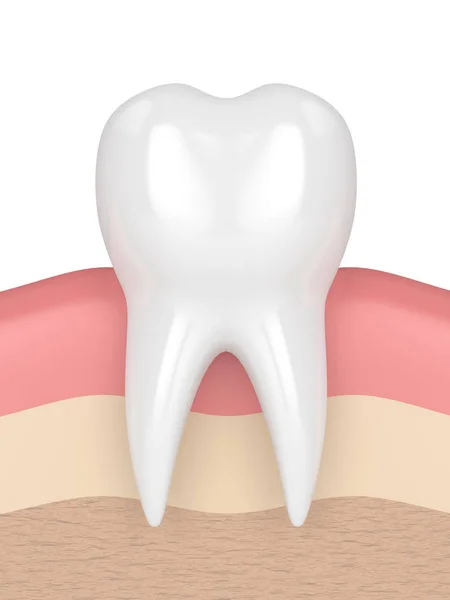 3d render of tooth in gums — Stock Photo, Image