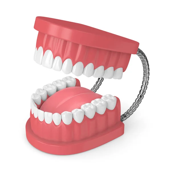 Renderização 3d do modelo de mandíbula com dentes sobre branco — Fotografia de Stock