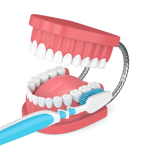 3D render van kaak model met tandenborstel over Wit — Stockfoto