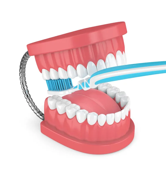 3d render of jaw model with toothbrush over white — Stock Photo, Image