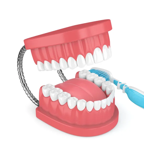 3d rendu du modèle de mâchoire avec brosse à dents sur blanc — Photo