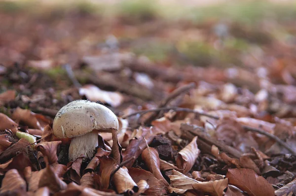 Cogumelo crescendo na floresta Imagem De Stock