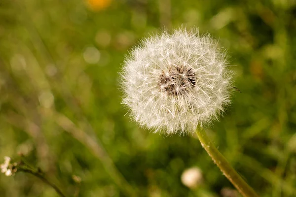 Karahindiba bahar çimen içinde