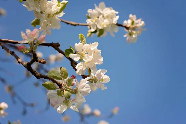 Primavera fiore di biancospino — Foto Stock