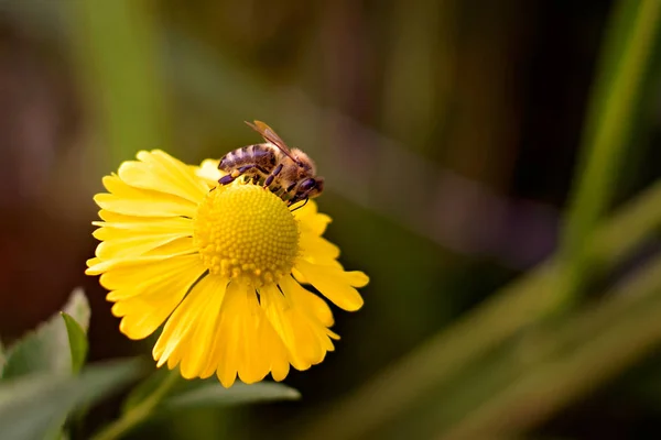 Çiçek üzerindeki bir arı. Telifsiz Stok Fotoğraflar