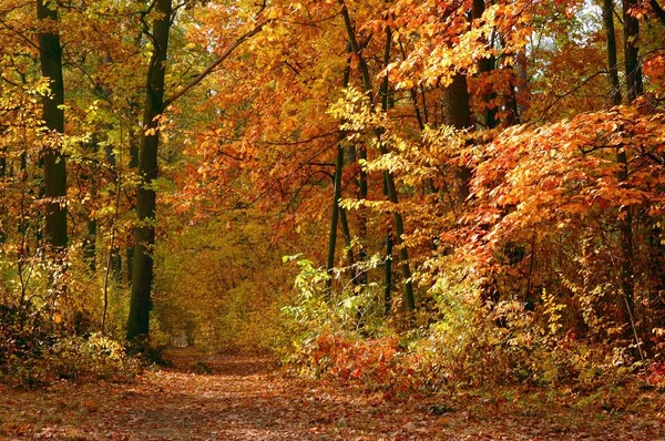 Otoño bosque paisaje Imagen de stock