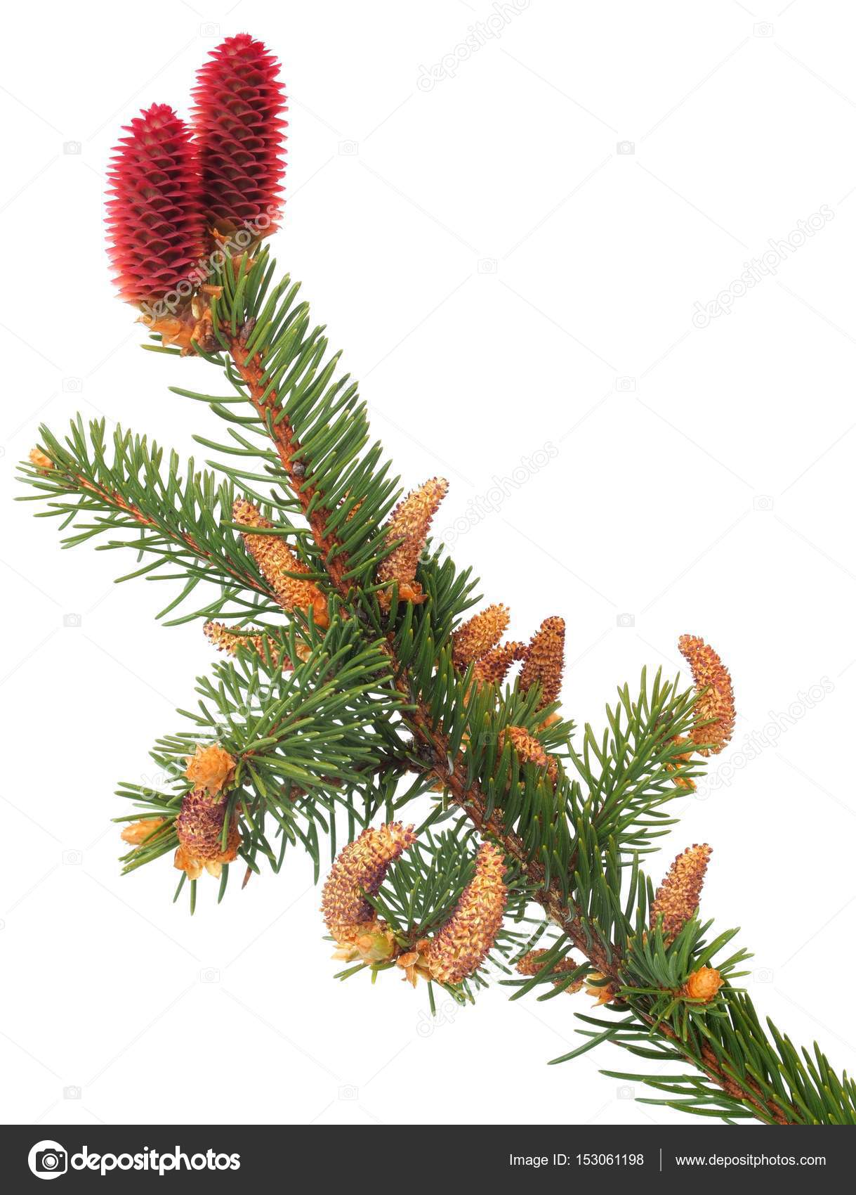 Branch Of Norway Spruce Stock Photo By C Phodopus Branch Of Norway Spruce Stock Photo By C Phodopus